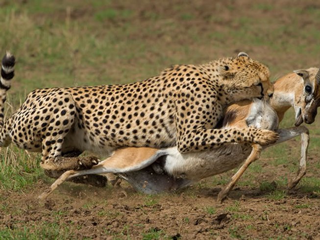 4-дневный пеший сафари с палаточным лагерем